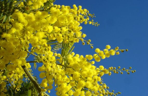 関西の当たる占いなら「アマノコトダマ」