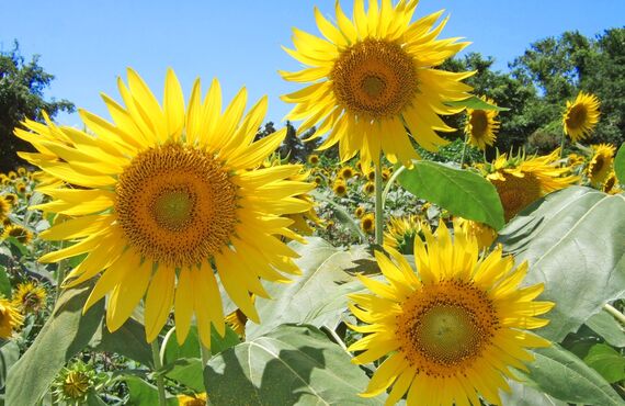 将来に対する悩みを占うなら「アマノコトダマ」