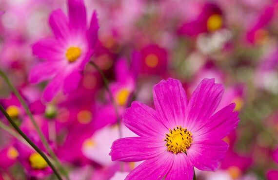 神戸で人間関係の悩みを占うなら「アマノコトダマ」