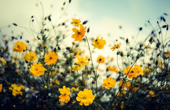 近くで占いのカウンセリングをお探しなら「アマノコトダマ」