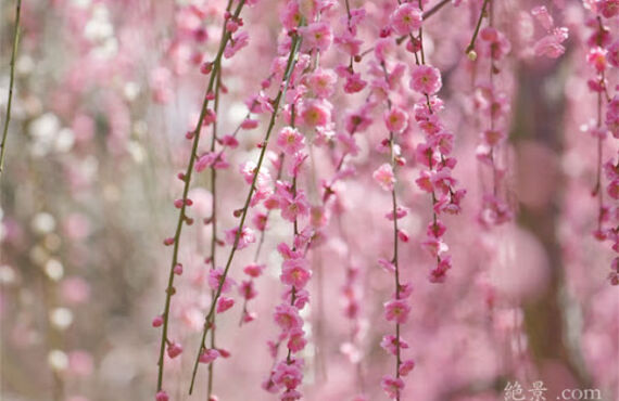 神戸の占いカウンセリングなら「アマノコトダマ」